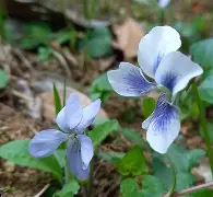 mum165三个女主分别是谁